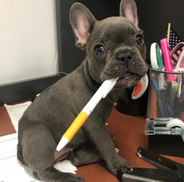 price of a French bulldog puppy