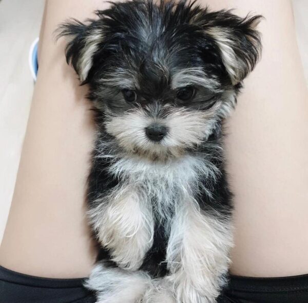 morkie puppies for sale