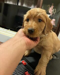 Buy Mini Golden Retriever Dog