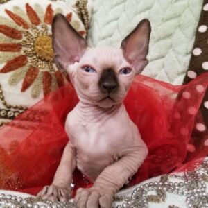 Buy sphynx kittens