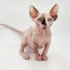 sphynx cat buy