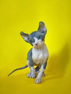 Hairless kittens for sale