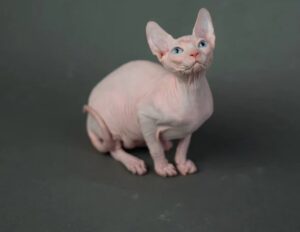 Buy Egyptian Sphynx Cat online