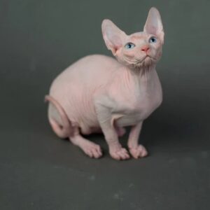 Buy Egyptian Sphynx Cat online