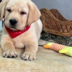 Buy retriever labrador dog