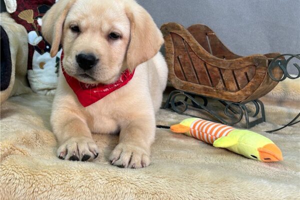 Buy retriever labrador dog