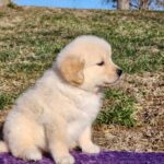 Buy golden retriever mini