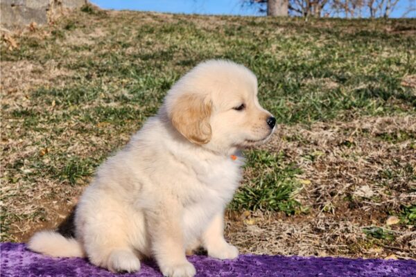 Buy golden retriever mini