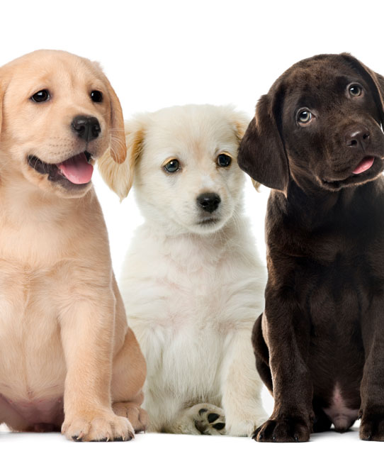 Labrador Retriever puppies for sale near me