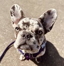 Merle French Bulldog