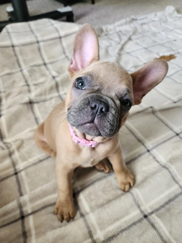 French Bulldog Puppies